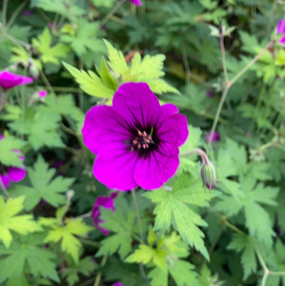 Geranium Anne Thomson - AGM - Champion Plants