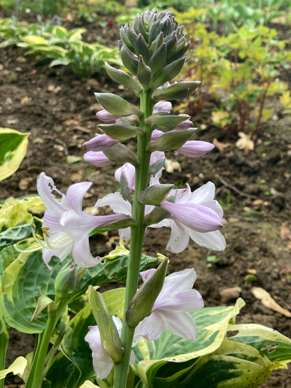 Hosta Wide Brim - Champion Plants