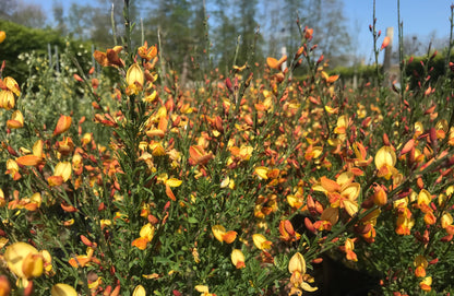 Cytisus Apricot Gem - Champion Plants