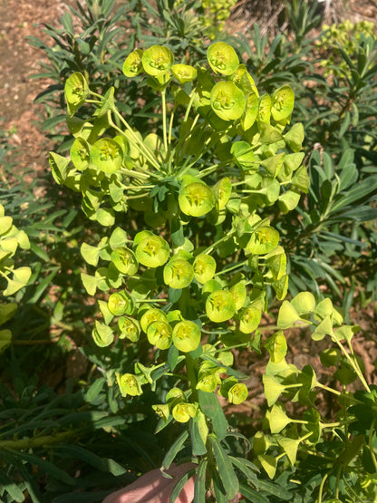 Euphorbia characias subsp. Margery Fish (Lambrook Gold) - Champion Plants