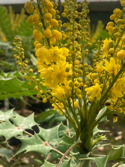 Mahonia media Lionel Fortescue - Champion Plants