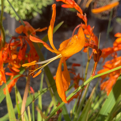 Crocosmia 'Golden Ballerina' - Champion Plants