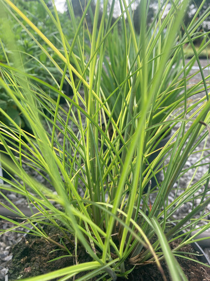 Miscanthus Klein - Champion Plants