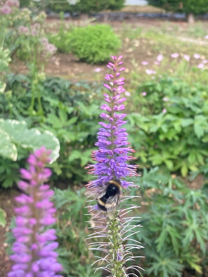 Veronicastrum Fascination - Champion Plants