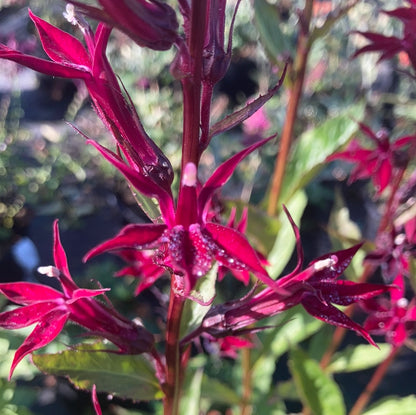 Lobelia × speciosa Sparkling Ruby - Champion Plants