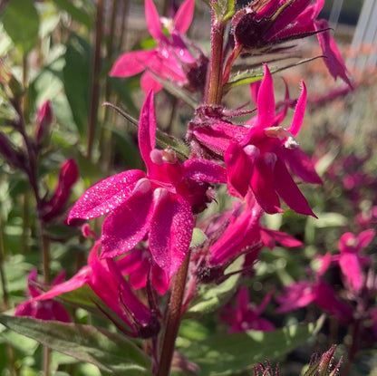 Lobelia Pink Elephant - Champion Plants