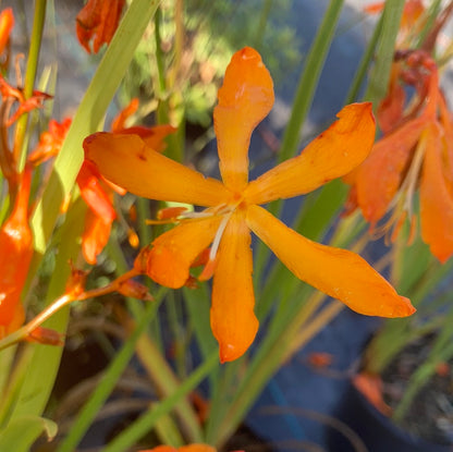 Crocosmia aurea 'Golden Ballerina' - Champion Plants