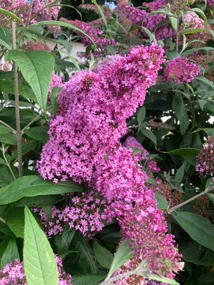 Buddleja (Buddleia) Pink Delight - AGM - Champion Plants