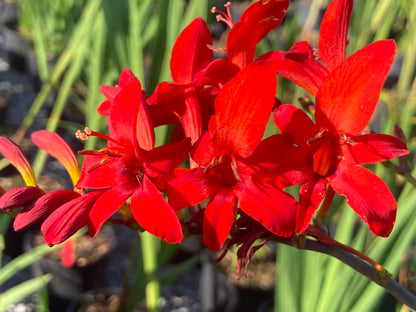 Crocosmia Lucifer - AGM - Champion Plants