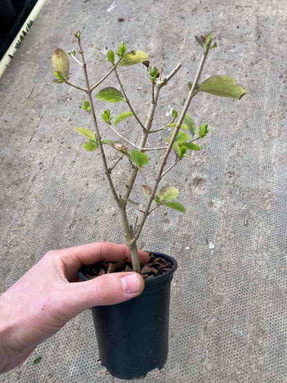 Ligustrum oval. Aureum - Champion Plants