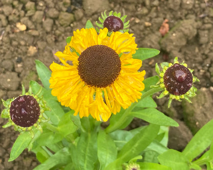 Helenium Pipsqueak - Champion Plants