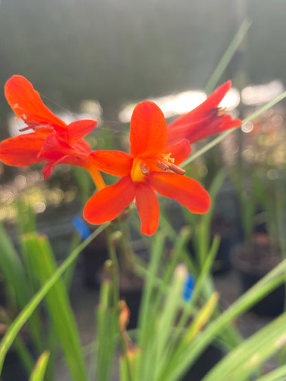 Crocosmia 'Mistral' - Champion Plants