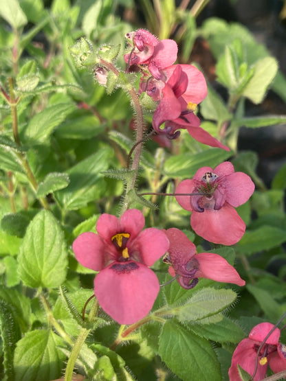 Diascia fetcaniensis 'Daydream' - Champion Plants