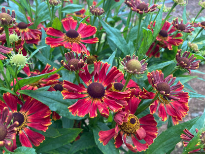 Helenium Potters Wheel - Champion Plants