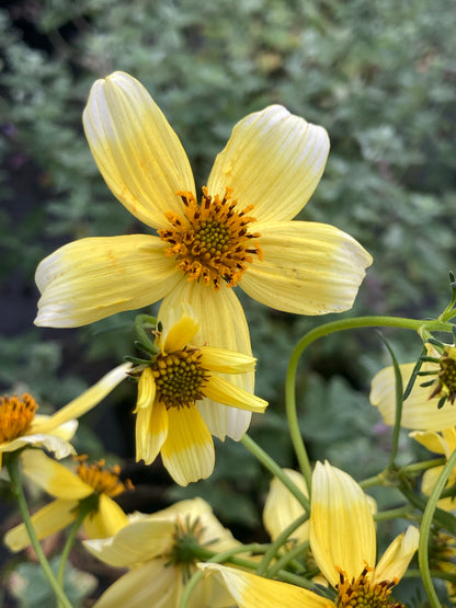 Bidens Hannays Lemon Drop - Champion Plants