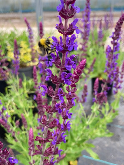 Salvia nemorosa Lubecca - AGM - Champion Plants