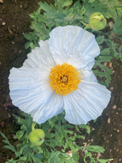 Romneya coulteri - AGM - Champion Plants