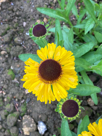 Helenium Pipsqueak - Champion Plants