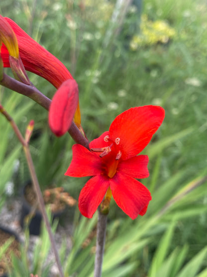 Crocosmia Lucifer - AGM - Champion Plants