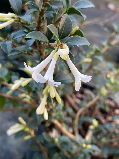 Osmanthus x delavayi - Champion Plants