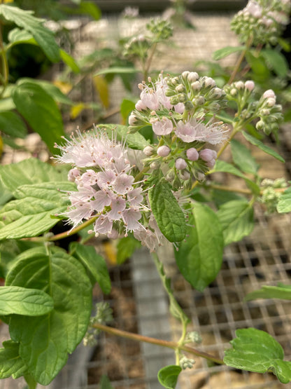 Caryopteris x clandonensis Katie - Champion Plants