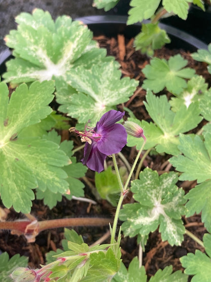 Geranium phaeum Lisa - Champion Plants