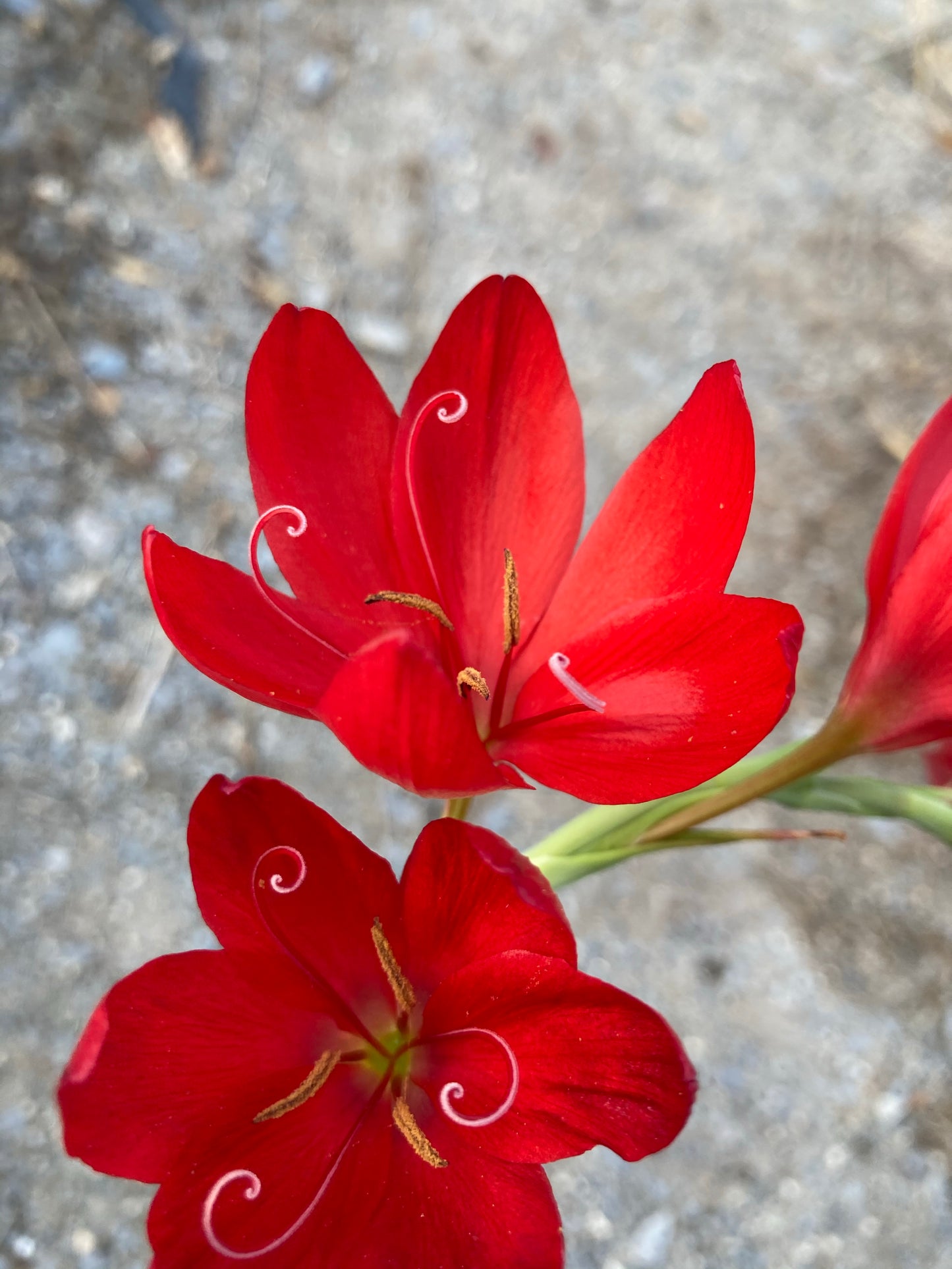 Hesperantha coccinea 'Cindy Towe' - Champion Plants