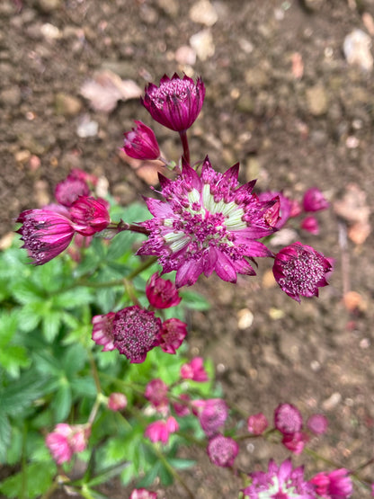 Astrantia Ruby Wedding - Champion Plants