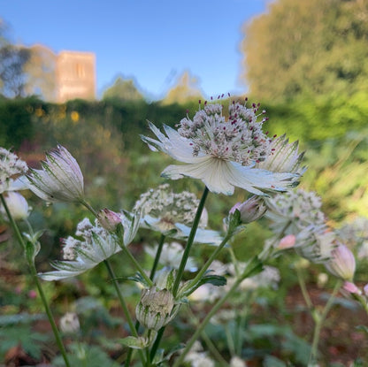 Astrantia major Margery Fish (Shaggy) - Champion Plants