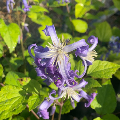 Clematis heracleifolia Cote d'Azur - Champion Plants