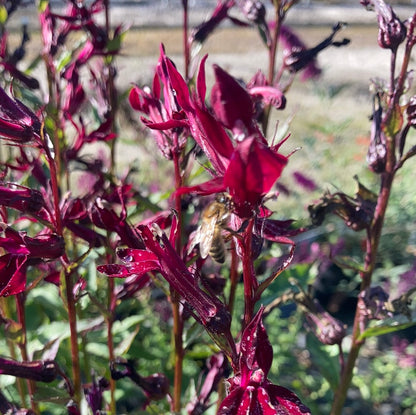 Lobelia Sparkling Ruby - Champion Plants