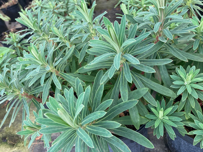 Euphorbia characias subsp. wulfenii - Champion Plants