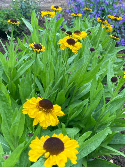 Helenium The Bishop - Champion Plants