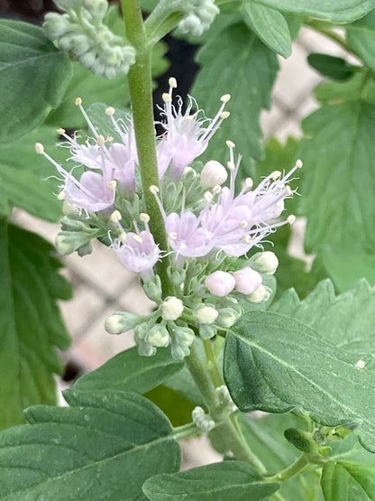 Caryopteris x clandonensis Katie - Champion Plants