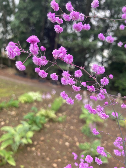 Thalictrum delavayi Hewitt’s Double - Champion Plants