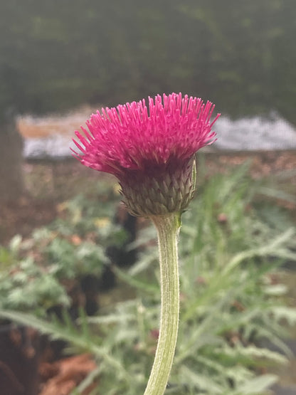 Cirsium rivulare 'Atropurpureum' - AGM - Champion Plants