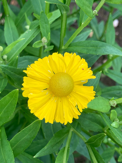 Helenium Helena Gold - Champion Plants