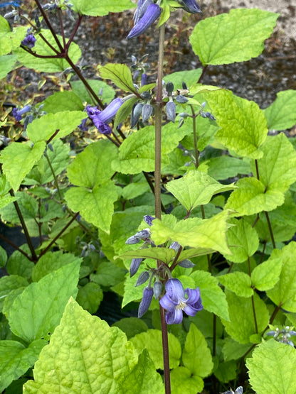 Clematis heracleifolia Cote d'Azur - Champion Plants