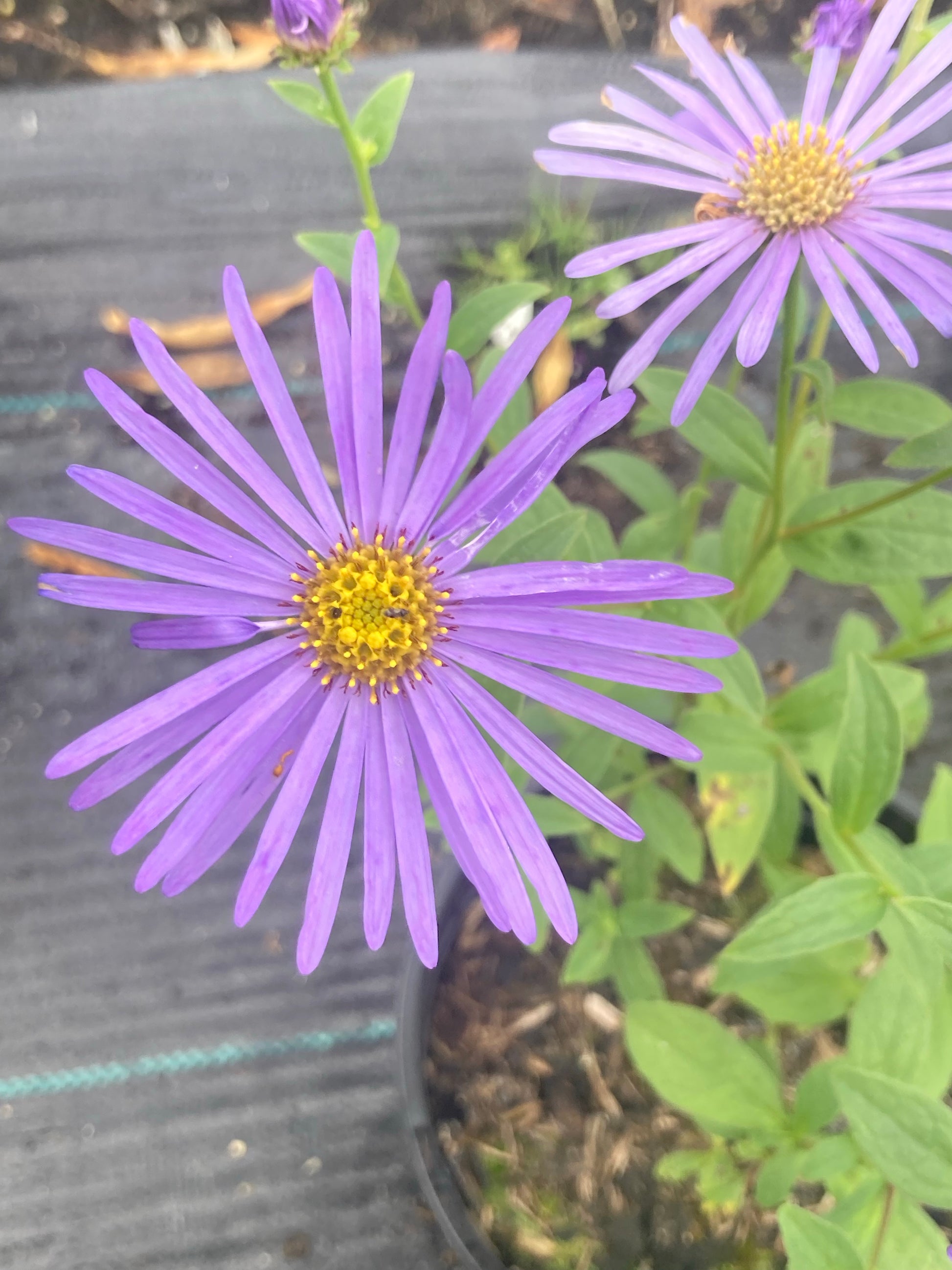 Aster x frikartii Monch - AGM - Champion Plants