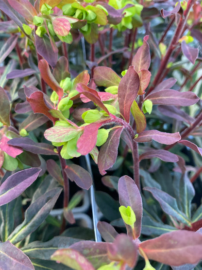 Euphorbia amy. Purpurea - Champion Plants