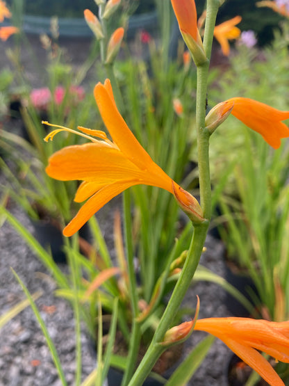 Crocosmia 'George Davison' - Champion Plants