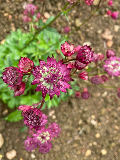 Astrantia Ruby Wedding - Champion Plants