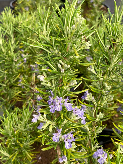 Rosmarinus officinalis Green Ginger - AGM - Champion Plants