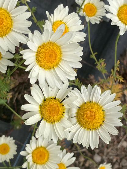 Anthemis tinctoria 'Sauce Hollandaise' - Champion Plants