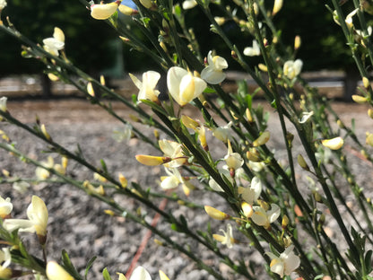 Cytisus Albus - Champion Plants