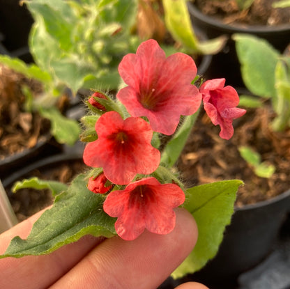 Pulmonaria rubra Bowles Red - Champion Plants