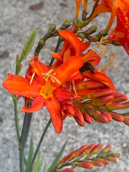 Crocosmia Spitfire - Champion Plants