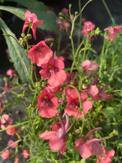 Diascia barbarae 'Ruby Field' - Champion Plants