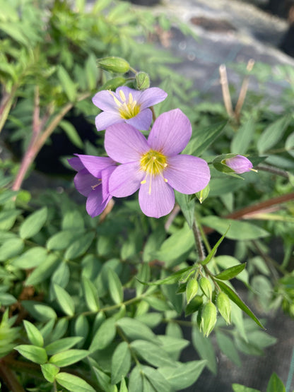 Polemonium 'Lambrook Mauve' - Champion Plants