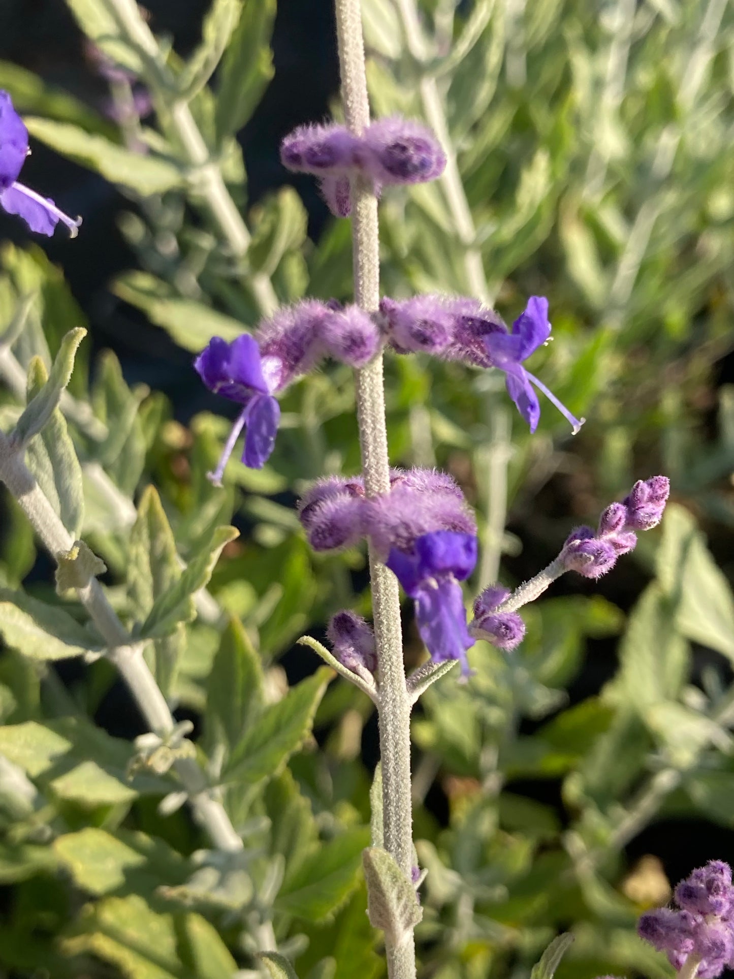 Perovskia Little Spire - Champion Plants